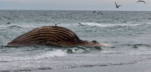 Wal in Dänemark: Toter Buckelwal wird am Strand von Anholt obduziert