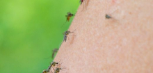 Mücken können lernen, Insektenschutzmittel mit Nahrung zu verbinden