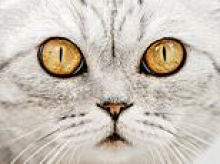 On the hunt of the cat killer terrifying a sleepy town: Mutilated felines in a 20ft piranha tank, horrified locals and a piece of evidence that raises sinister questions. FRED KELLY meets owners left distraught
