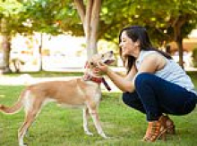 The five questions British pet owners wish they could ask their furry friends