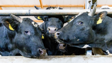 Tiertransporte im Fokus: Suche nach Viehdieben – Erste größere Kontrolle