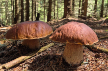 Trockenster Frühling der Messgeschichte: Sind die Schwammerl in Gefahr?