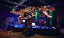 Misterij T-rexovih ruku: Znanstvenici otkrili zašto su strašni predatori žrtvovali udove zbog moćne glave