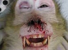 Ebola fears spark probe into infected monkey bite at Montana research lab
