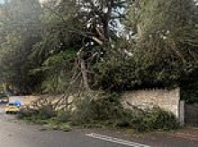 Moment dog walker and her pet cockapoo miraculously miss being crushed to death by falling tree