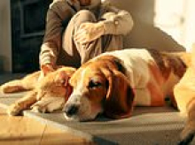 Experts reveal how to give your dog the 'kiss of life' during a heatwave