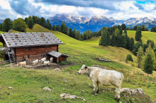 Urlaub auf der Alm: Die Idylle und ihre Herausforderungen 