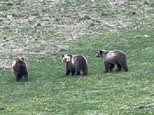 Yellowstone visitors furious after drone operator caught on camera circling mama grizzly bear and her cubs