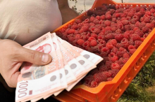 Dnevnica za berbu malina ide i do 6.000 dinara uz stan i hranu, ali berači poručuju: 
