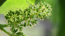 Weinanbau: Was die Rebblüte auf dem Weg zur Ernte bedeutet