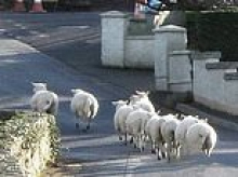 Town is forced to call in shepherd overrun by sheep causing nuisance by blocking roads, eating garden flowers and grazing in cemetery