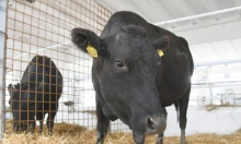 Raste proizvodnja goveda i peradi: Manje domaćih svinja, ovaca, koza, jaja i mlijeka
