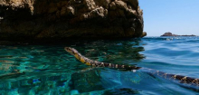 Hufeisennatter: Schlangen schwimmen von Ibiza zu Nachbarinseln - wohl aus Hunger