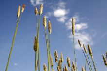 Gräserblüte: Wechselhaftes Wetter bringt etwas Entlastung für Pollenallergiker