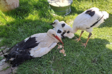 Storch sackte in seinem Horst zusammen, auch Jungtier zeigte Symptome