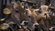 Tierschutz: Rinder in Niedersachsen dürfen nicht mehr angebunden werden