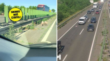 Stabilizira se promet na ZG obilaznici: Slučaj sa svinjama istražuje Državni inspektorat