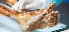 Ötzi: Ist die berühmte Gletschermumie in Gefahr?