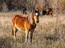 Fears Dartmoor's endangered wild ponies could become extinct under Government's new eco-rules