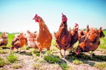 Hofer ruft Chicken Wings und Hühner-Unterkeulen zurück