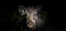 Wildschweine vertreiben: So schützen Sie sich und Ihren Garten vor den Tieren