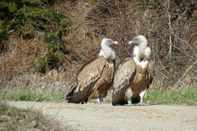 Mehrere Gänsegeier im Lesachtal mit Pestizid vergiftet
