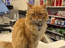 Outcry after CVS bosses ban gorgeous orange cat called Nutmeg from 'RETIRING' in Portland store for hygiene reasons