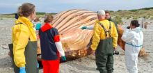 Wal »Timmy«: Obduktion des angespülten Buckelwals vor Anholt gestartet