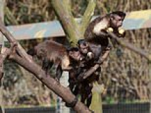 Zookeeper who quit her job after saying ADHD left her unable to identify monkeys loses compensation bid