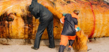 Wal-Obduktion in Dänemark: Ein leises Zischen, dann entweicht die Luft aus dem Kadaver