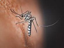 Swarms of 'killer mosquitoes' released on innocent Americans reveal secret Pentagon files