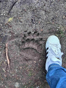 ZVER POKLALA ŽIVOTINJE NA SAMO 12 KM OD GRADA! Horor u Srbiji, otkriveni jezivi otisci – meštani u strahu (FOTO)