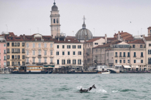 Experten warnen jedoch : Delfin „Mimmo“ wird zum venezianischen Publikumsmagneten