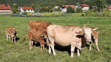 Kmetijstvo med miti in dejstvi