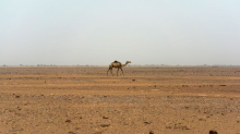 Gestrandet in der Sahara: 49 Menschen verdursten nach Lkw-Panne im Niger