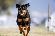 Entlaufen: Vierfache Hundeattacke auf Spaziergänger in Bad Loipersdorf