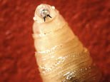 SECOND case of flesh-eating parasite that devours victims alive detected in US