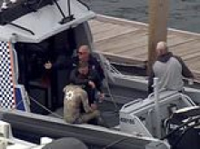 Tragedy as diver is mauled to death by four-metre shark in front of his family while spearfishing on a remote island off WA coast - in second fatal attack in the state in three weeks