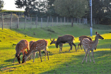 Invasive Tierart: 2,2 Millionen Euro Schaden durch Aus für Sikawild