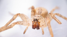 Artenwanderung: Nosferatu-Spinne breitet sich in ganz Deutschland aus