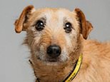 Meet the Muttley Crew of 'Underdogs' struggling to find homes due to their unusual appearances