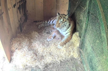 Nur noch 500 weltweit: Drei Tigerbabys im Zoo in Ljubljana geboren