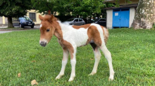 FOTO Hrabri poni Mile oporavlja se od teške operacije: 'Žilav je, pratili smo svaki njegov udisaj'