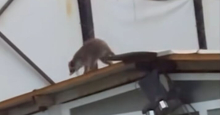 ŠOK-VIDEO IZ OBRENOVCA: Rakun se šetka pored Kolubare?! (VIDEO) 