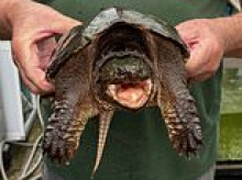 'Extremely dangerous' snapping turtle is found in Welsh beauty spot as dog walkers and wild swimmers are urged to avoid water
