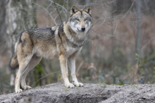 Bauern verunsichert: Wolf soll im Sölktal zwölf Schafe gerissen haben