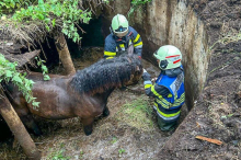 Tierrettung: Pferd stürzte in alte Güllegrube – Feuerwehr rückte zur Rettung an