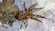 Eingewanderte Arten: Achtung, sie beißt: Nosferatu-Spinne und andere Arten breiten sich aus