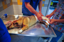 Stroka zavrača predlog novela zakona o veterinarstvu, ker pomeni tveganje javni veterinarski službi