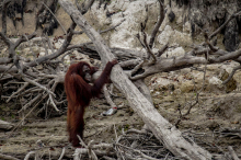 Poplave in plazovi na Sumatri prizadeli populacijo kritično ogroženega tapanulskega orangutana
